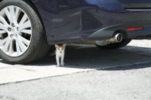車の下に潜む子猫