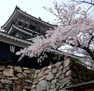 桜咲く浜松城